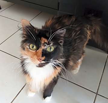 Photo of Kit