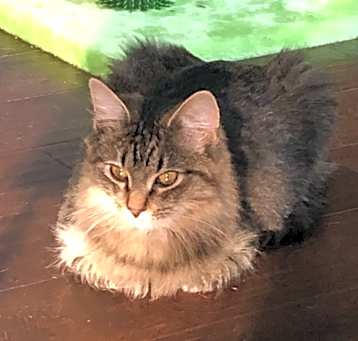 Photo of Fluff