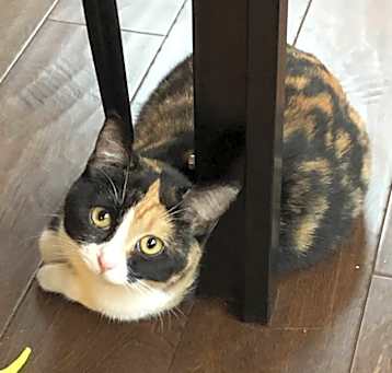 Photo of Twix