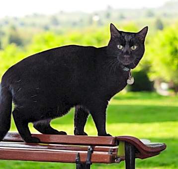 Photo of Loki