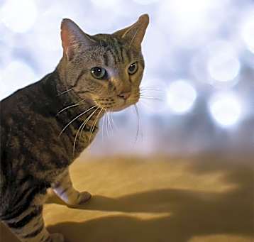 Photo of Mercury