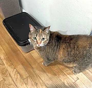 Photo of Scout