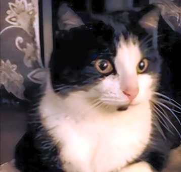 Photo of REGGIE