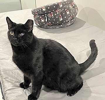 Photo of Athena