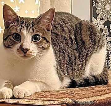 Photo of Felix
