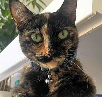 Photo of Arya