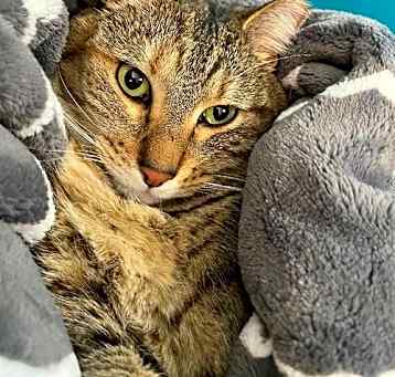 Photo of Tippy