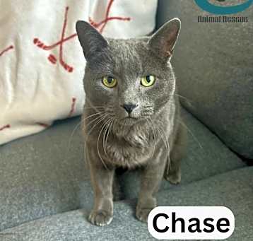 Photo of Chase - Extreme Cuddler!