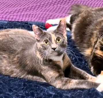 Photo of Lulu & Ginger