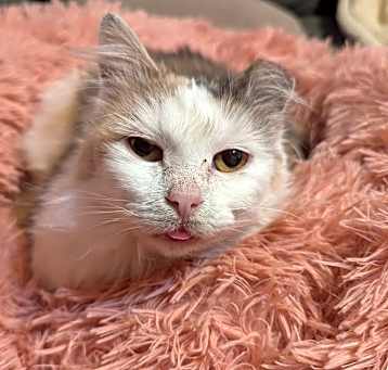 Photo of Willow