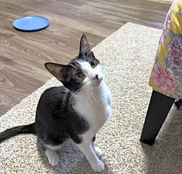 Photo of Siren
