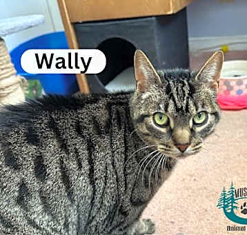 Photo of Wally - Handsome Gentleman!