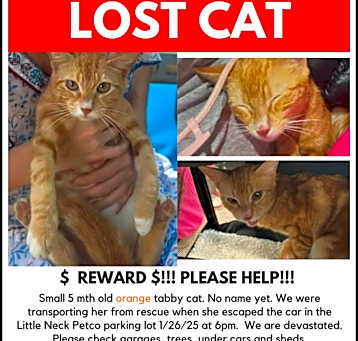 Photo of Lost in Little Neck