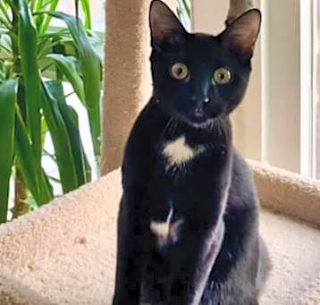 Photo of Oreo