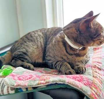 Photo of Rumples