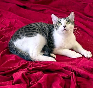 Photo of Schrader