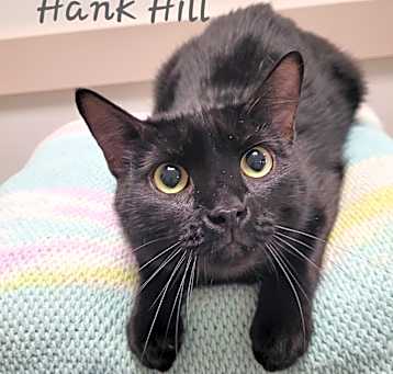 Photo of Hank Hill