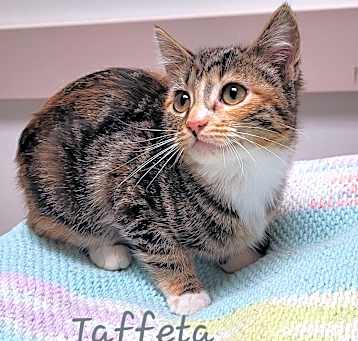Photo of Taffeta