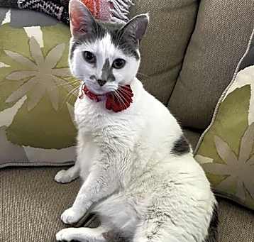Photo of PIPER
