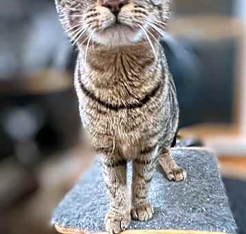 Photo of Scampi