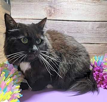Photo of KITTY GIRL