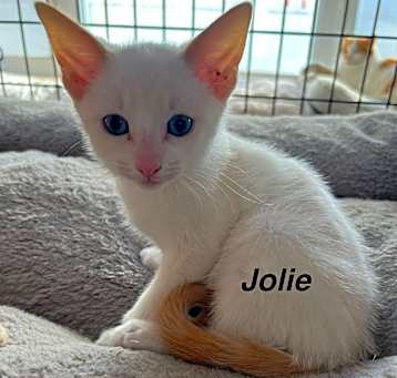 Photo of Jolie