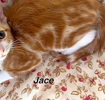 Photo of Jace