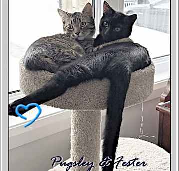 Photo of FESTER & PUGSLEY