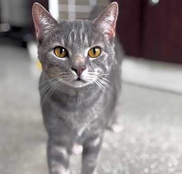 Photo of Smokey 1