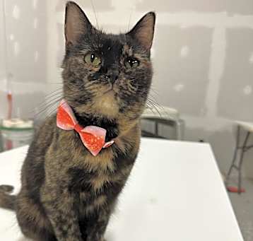Photo of Fancy