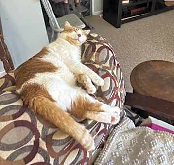 Photo of Oliver