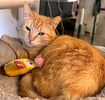 Photo of 2/1/25 - Nacho