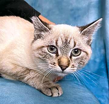 Photo of TAFFY bonded to DUSTY