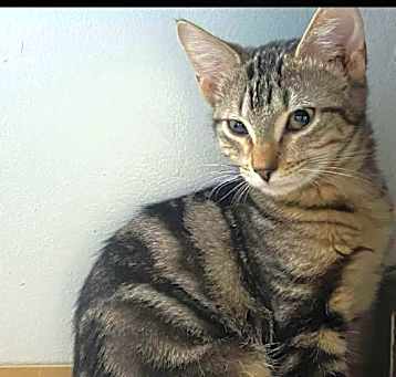 Photo of Serafina