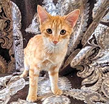 Photo of Orangesicle