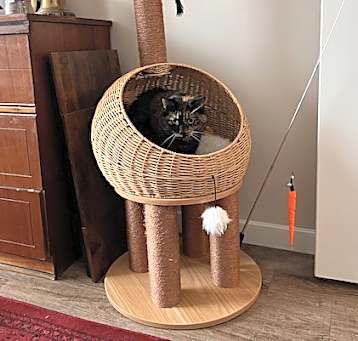 Photo of Missy