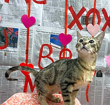 Photo of Prancer