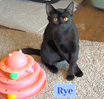 Photo of Rye