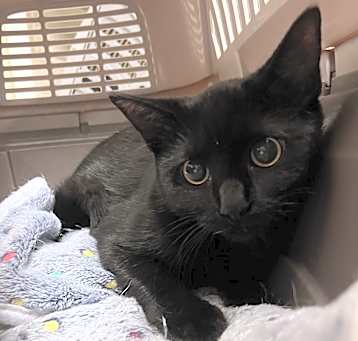 Photo of Shadow