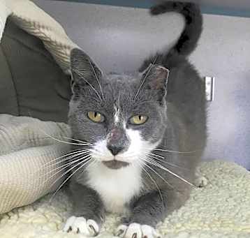 Photo of Tulip