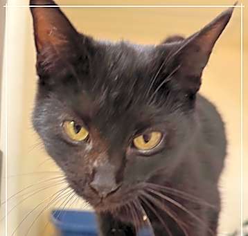 Photo of Figaro