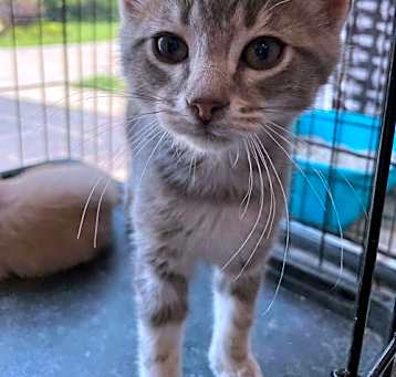 Photo of C264 Litter Romeo