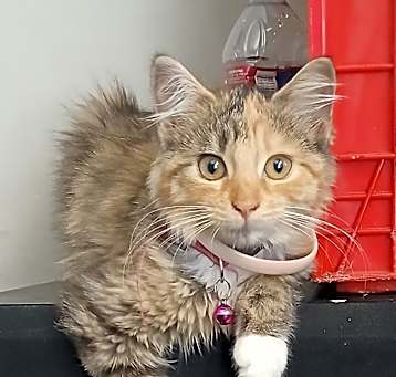 Photo of Marble