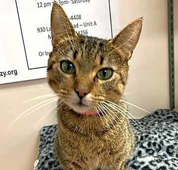 Photo of Olive