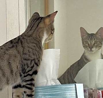 Photo of Dante and Lulu - Bonded Pair (Courtesy Post)