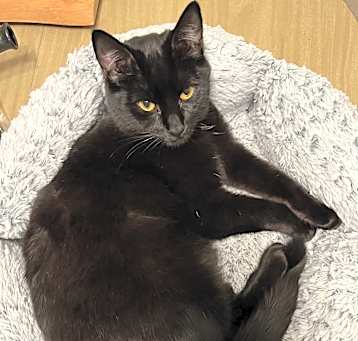Photo of Ruby