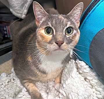 Photo of Neela