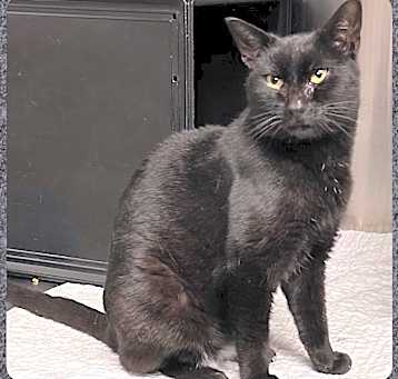 Photo of Cinders