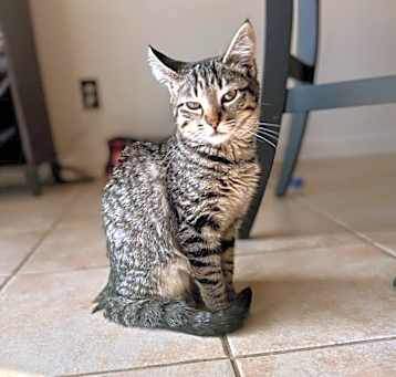 Photo of Cashmere