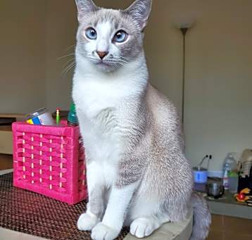 Photo of Nala